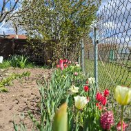 Ogródek działkowy ROD Sasanka. 